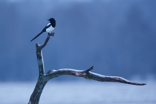 Magpie bird  in wintertime 