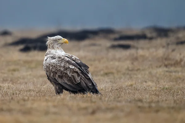 Білий хвіст орел — стокове фото