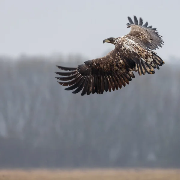 White tailed eagle — Stock Photo, Image