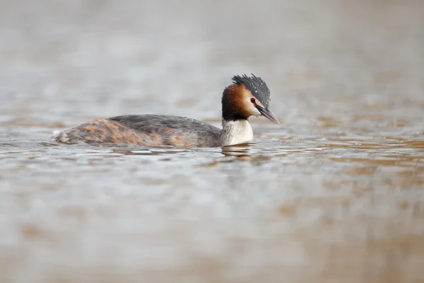 Great Crested Grebe — Stock Photo, Image