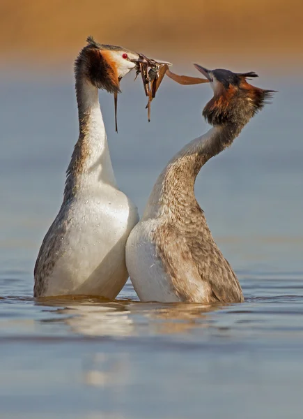Великий чубата поганка водоплавних птахів — стокове фото