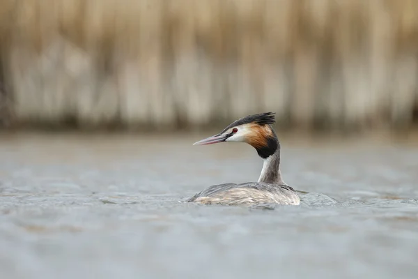 Gran Grebe Crestado, Pájaro Acuático —  Fotos de Stock