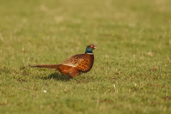 Pheasant male beautiful portrait — Stock Photo, Image