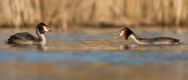 カンムリカイツブリ、水鳥 — ストック写真