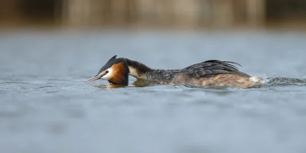 カンムリカイツブリ、水鳥 — ストック写真