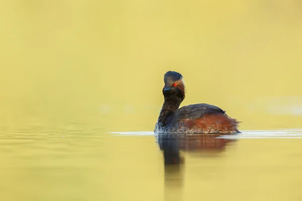 The black-necked grebe bird — Stock Photo, Image