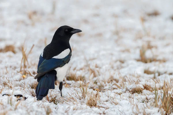 Magpie pássaro no inverno — Fotografia de Stock