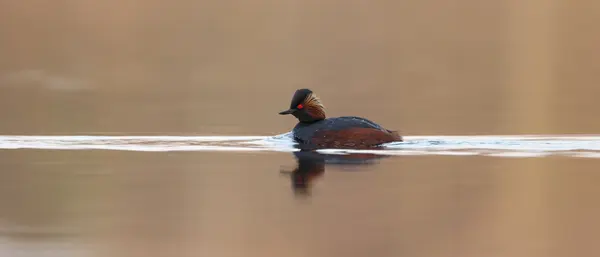 The black-necked grebe bird — Stock fotografie