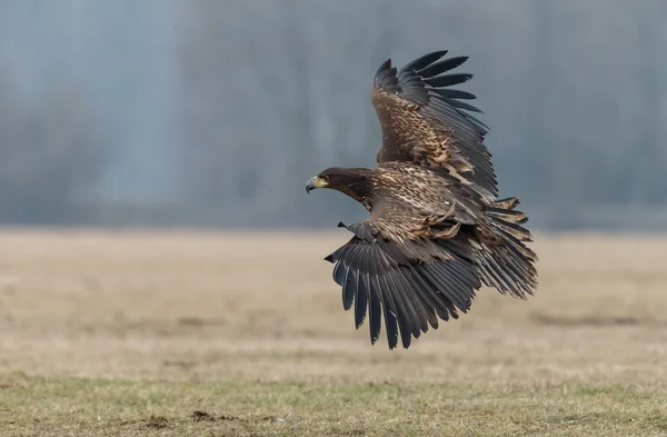 White tailed eagle — Stock Photo, Image