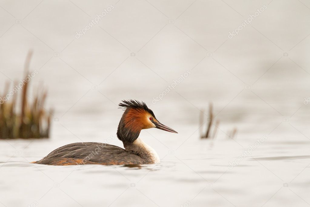 Great Crested Grebe, waterbird