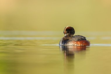 Kara boyunlu batağan kuş