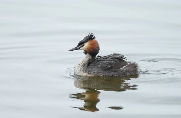 Grande Grebe Crested — Fotografia de Stock