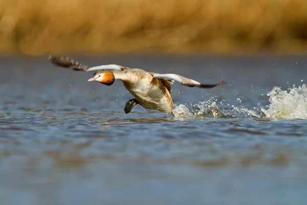 Haubentaucher, Wasservogel — Stockfoto