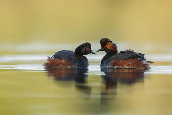 Gli uccelli del grebe dal collo nero — Foto Stock