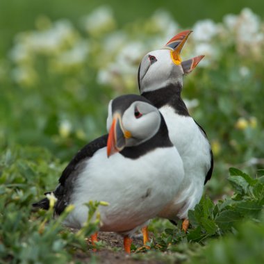 Bir kayanın üzerine puffins grup 