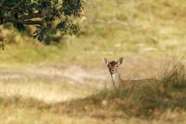 Alageyik azgın sezonunda