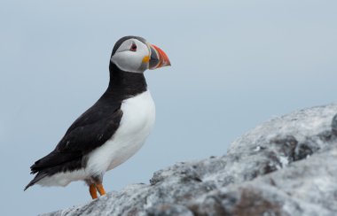 Martı Farne Adaları