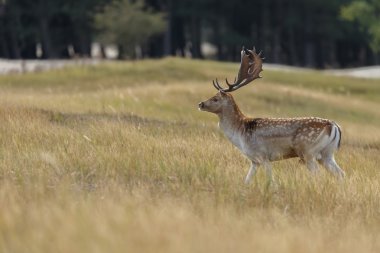 Alageyik azgın sezonunda