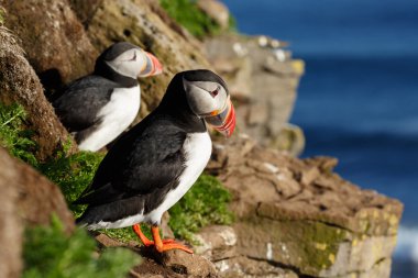 Puffins, latrabjarg buzlu
