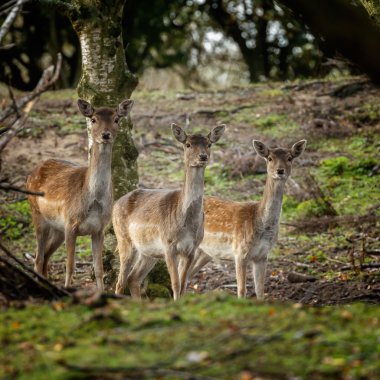 Alageyik azgın sezonunda