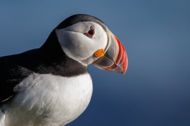 Martı Farne Adaları
