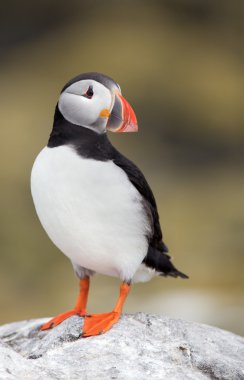 Martı Farne Adaları