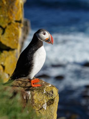 Puffin   at the Farne Islands clipart