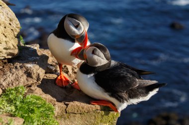 Puffins, latrabjarg buzlu