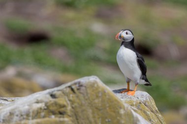 Martı Farne Adaları