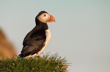 Martı Farne Adaları