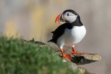 Martı Farne Adaları