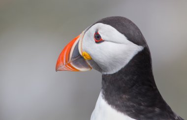 Martı Farne Adaları