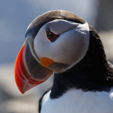 Martı Farne Adaları