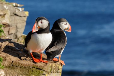 Puffins, latrabjarg buzlu