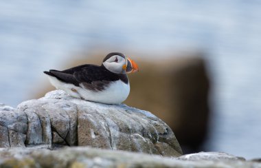 Martı Farne Adaları