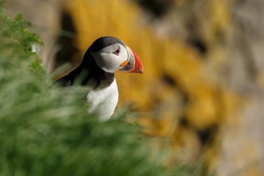 Martı Farne Adaları