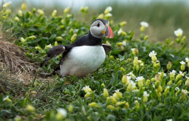 Martı Farne Adaları