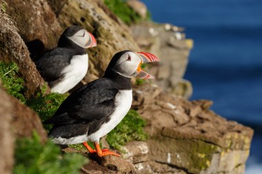 Puffins, latrabjarg buzlu