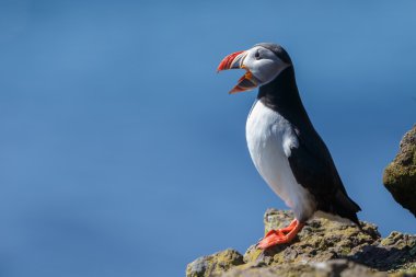 Martı Farne Adaları