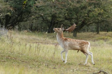 Alageyik azgın sezonunda