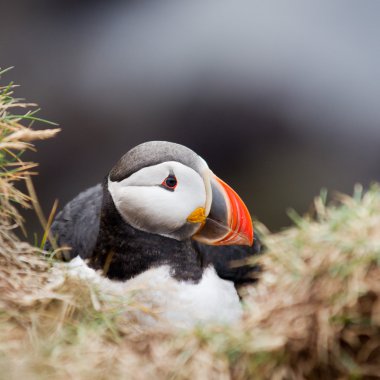 Martı Farne Adaları