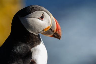 Martı Farne Adaları