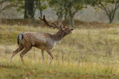 Alageyik azgın sezonunda