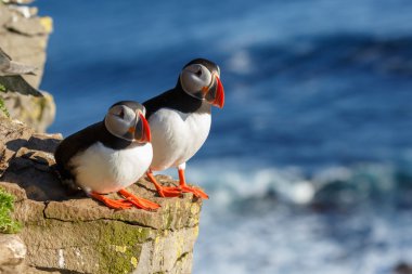 Puffins, latrabjarg buzlu