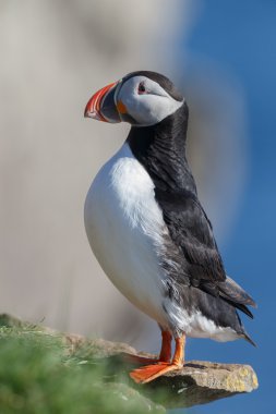 Martı Farne Adaları