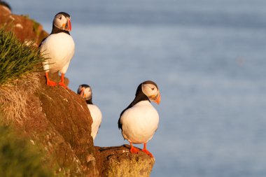Puffins, latrabjarg buzlu
