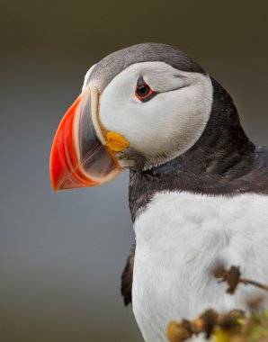 Martı Farne Adaları