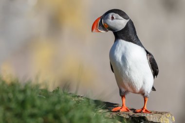 Martı Farne Adaları