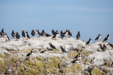Bir kayanın üzerine puffins grup 