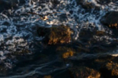 Martı mücadele geç güneş ışığı